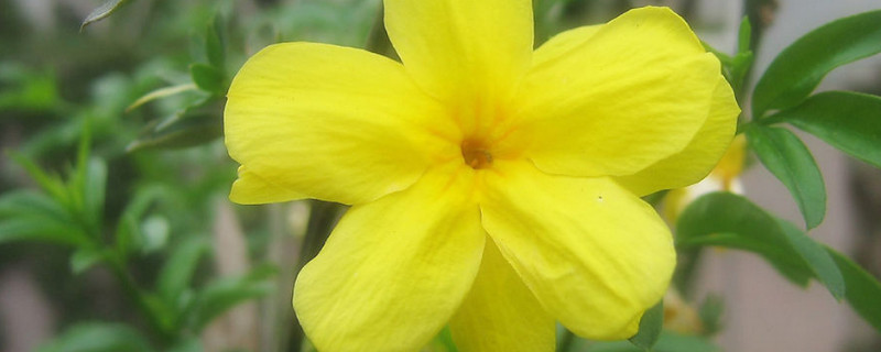 迎春花秋天种植方法和注意事项 春季迎春花怎么种植