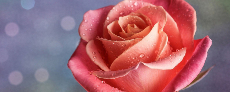 玫瑰花长虫了怎么办 玫瑰花叶子长虫怎么治