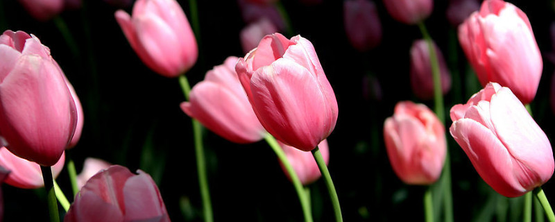 送女朋友郁金香几朵合适 送郁金香送朋友送几朵