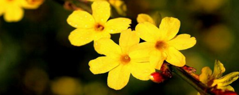 迎春花一年修剪几次（迎春花每年修剪几次）