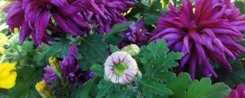 盆栽菊花叶子为何容易蔫 菊花刚栽种上叶子打蔫怎么办