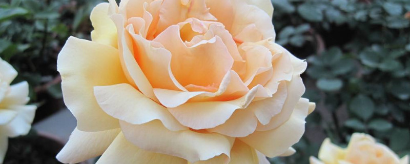 月季春天什么时候施肥（月季春天什么时候开始施肥）