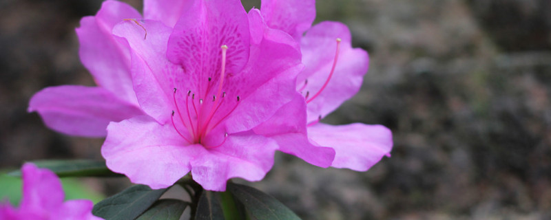 杜鹃花怎么扦插能生根(杜鹃枝条扦插怎么处理生根快)