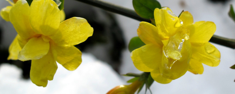 扦插的迎春花多长时间能开花 迎春花几月份扦插最容易成活