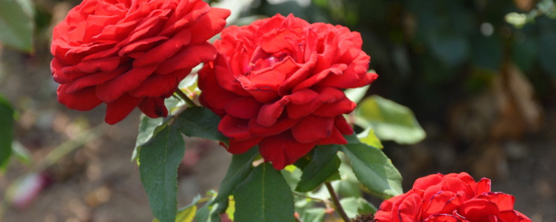 月季花结果怎么处理（月季花开花谢了怎么处理）