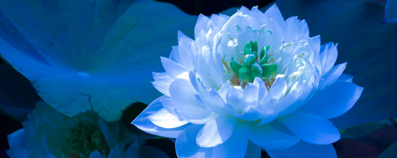 荷花叶边干了怎么回事(荷花干叶怎么办)