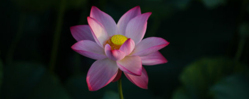 荷花有没有果实 荷花的果实长什么样子