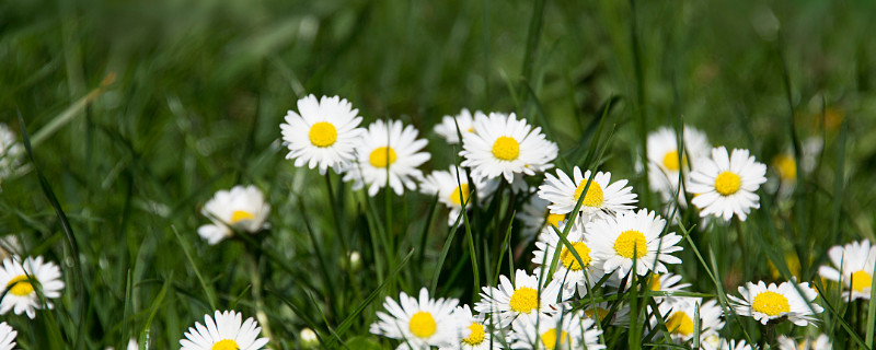 雏菊又叫什么名字（雏菊的别名叫什么）