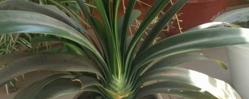 君子兰冬天可以换盆吗 君子兰夏天能否换盆