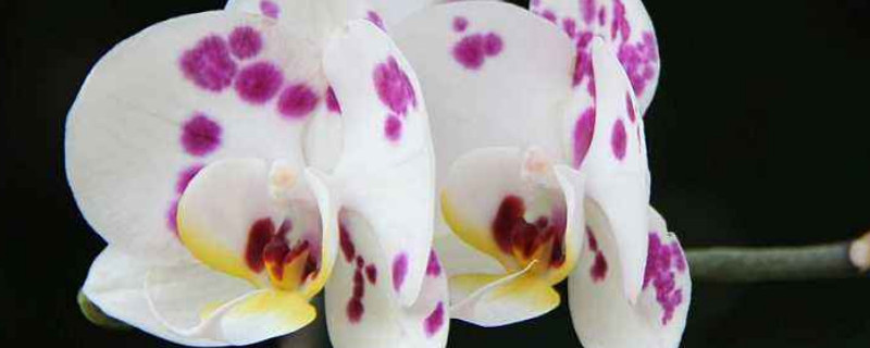 蝴蝶兰夏天多久浇一次水（蝴蝶兰冬天多久浇一次水）