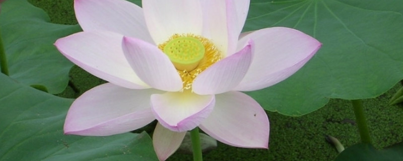 荷花枯萎后怎么处理(荷花叶子干枯怎么办)