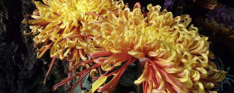 菊花的叶子干枯怎么办 菊花叶子干枯了