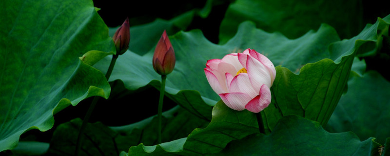 水养荷花可以在水里加什么 如何在水中养荷花