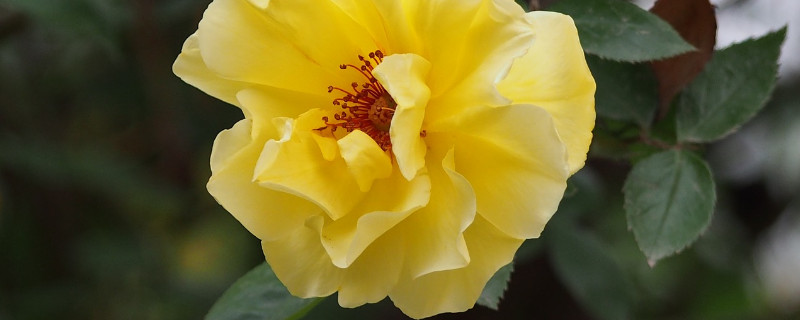 月季花花朵越来越小 月季花开的花越来越小是什么原因