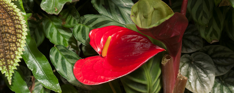 红马蹄莲怎么养(马蹄莲 怎么养)