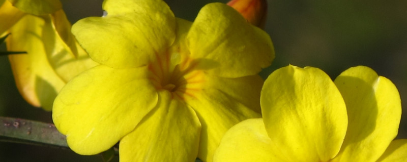 迎春花3年苗用多大盆栽 迎春花小苗什么时候移栽好