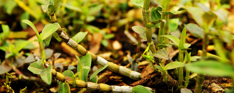 铁皮石斛冬天怎么过冬(盆栽铁皮石斛冬天怎么过冬)