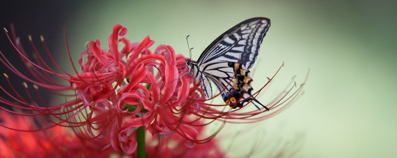 彼岸花夏天会不会休眠 彼岸花夏季休眠吗