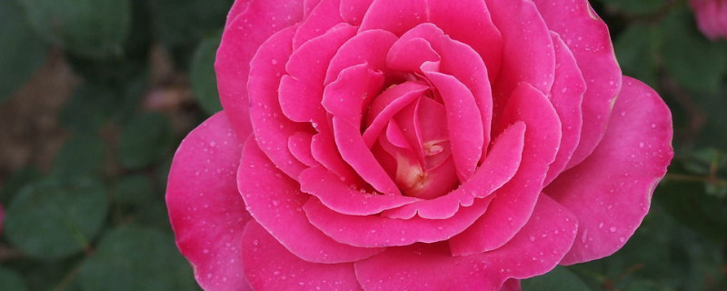 月季花冬天能栽活吗 冬天可以栽种月季花吗?