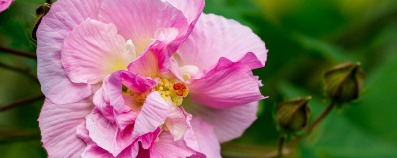 芙蓉花根部断了能活吗 芙蓉花断了还能活吗