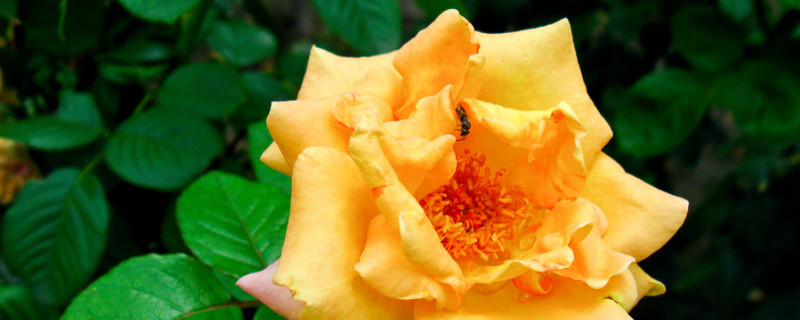 黄月季花寓意(橙黄月季花语象征与寓意)