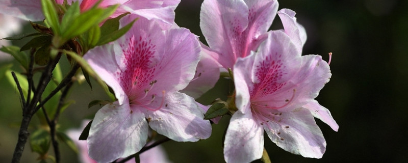 杜鹃花买来一定要换土吗 杜鹃花什么时候换土最好