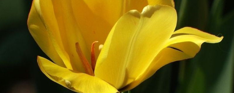 郁金香可以和玫瑰一起养吗（郁金香能自己养吗）