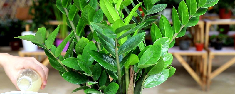 金钱树怕冷吗（金钱树怕冷吗在多少温度下才能养活）