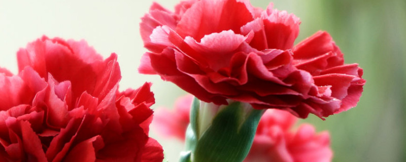 康乃馨花期过后怎么浇水 康乃馨浇水可以浇在花上吗