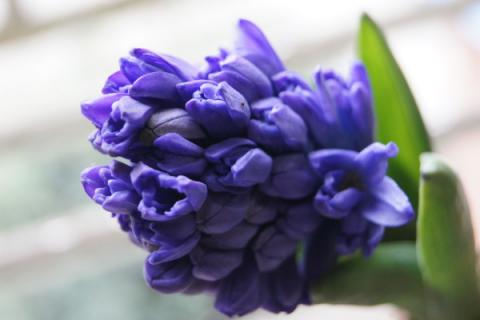 风信子冬天怕冻吗