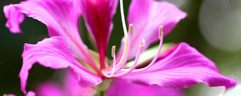 紫荆花的花期有多久 紫荆花的花期是多久