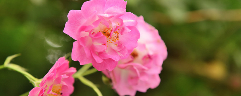 月季种子催芽方法 月季种子催芽方法图片