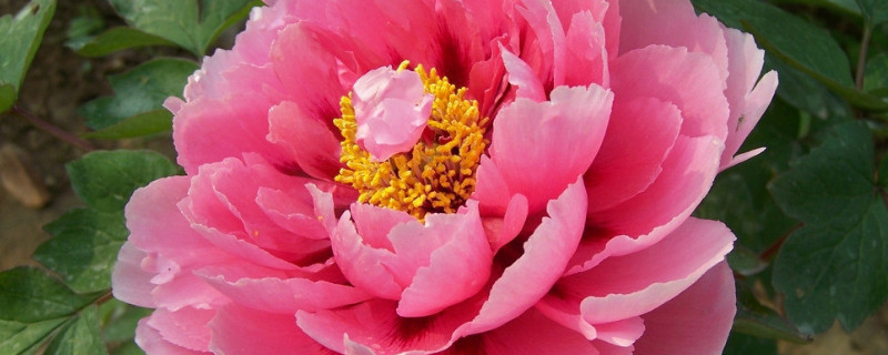 盆栽牡丹花养殖事项(家庭盆栽牡丹花的种植方法及养护)