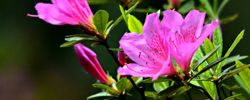 杜鹃花怎么扦插水培 杜鹃花水培方法和图片
