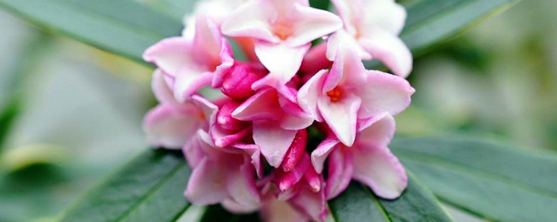 瑞香有毒吗能放室内吗（瑞香有毒吗能放室内吗苹果手机计算器怎样改数字?）