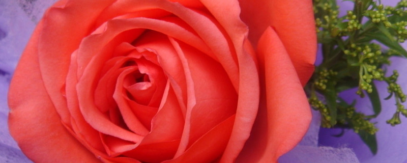 玫瑰花怎么修剪才茂盛(爬藤玫瑰花怎么修剪才茂盛)