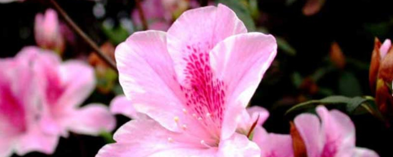 杜鹃花夏季如何养护（杜鹃花夏季养护方法）