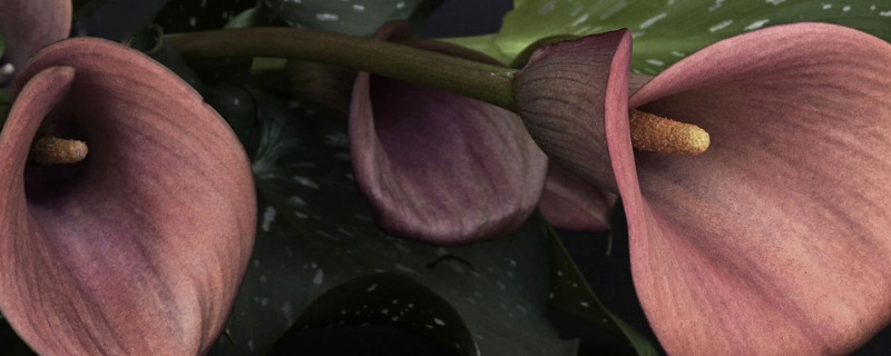 鲜切马蹄莲怎么养（鲜切马蹄莲的养护）