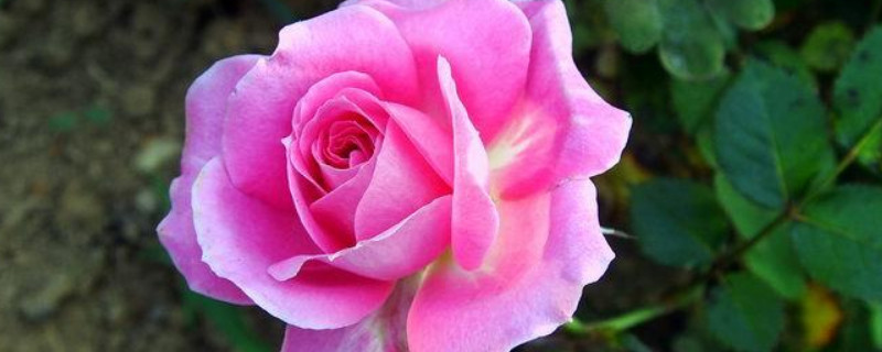 月季花为什么要死不活的了（月季花为什么要死不活的了?）