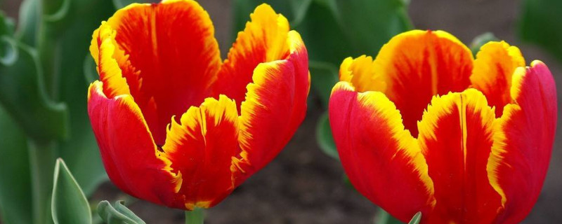 郁金香可以做永生花吗 切花郁金香怎么养