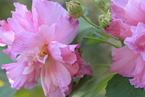 芙蓉花用水泡根怎么插