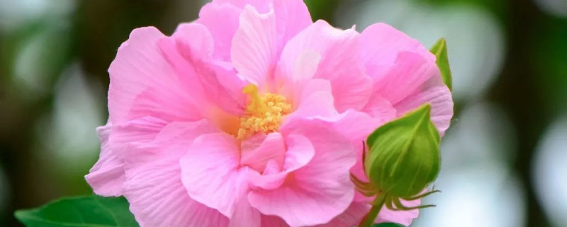 芙蓉花浇水可以浇在叶片上吗 芙蓉花怎样浇水施肥