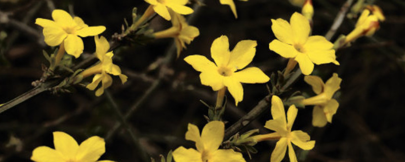 公园的迎春花可以用枝条扦插吗 迎春花可不可以扦插