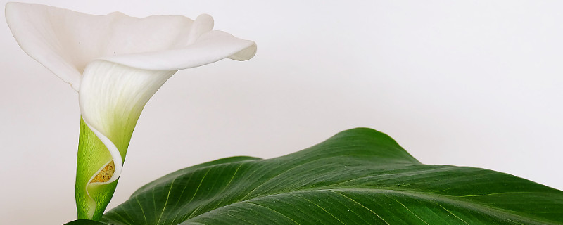 马蹄莲花变绿怎么办 马蹄莲花为什么发绿