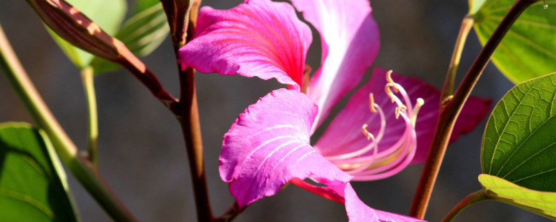 紫荆花夏天怎么修剪造型 紫荆花修剪时间