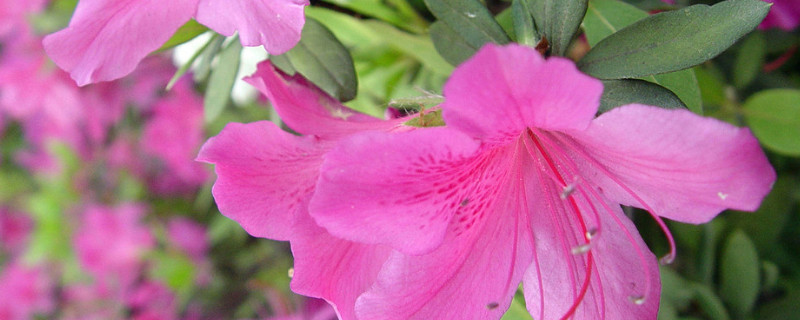 杜鹃需要经常浇水吗 杜鹃要多浇水还是少浇水