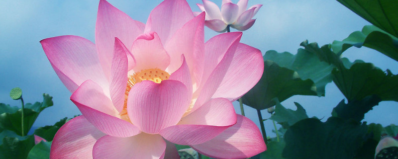 荷花秋天可以种植吗 荷花秋天可以移栽吗