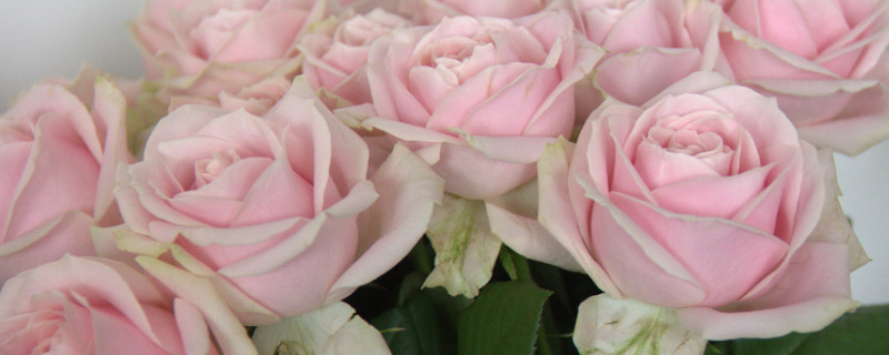 玫瑰花水养方法和注意事项 玫瑰花水怎么养