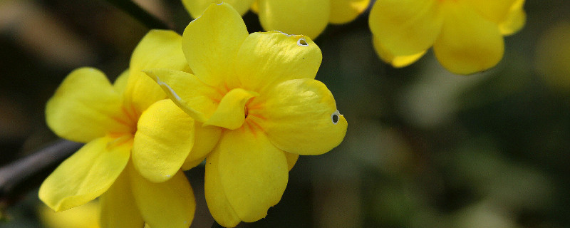 迎春花秋季可以扦插吗（迎春花能否扦插）