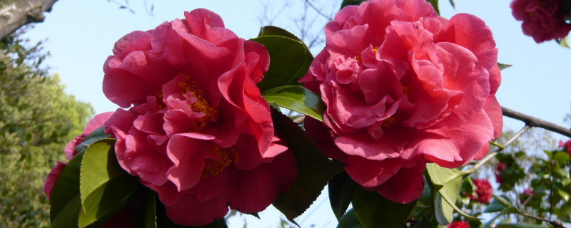 盆栽的芙蓉花用摘心吗 芙蓉花的叶片怎么栽